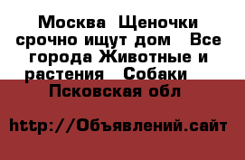 Москва! Щеночки срочно ищут дом - Все города Животные и растения » Собаки   . Псковская обл.